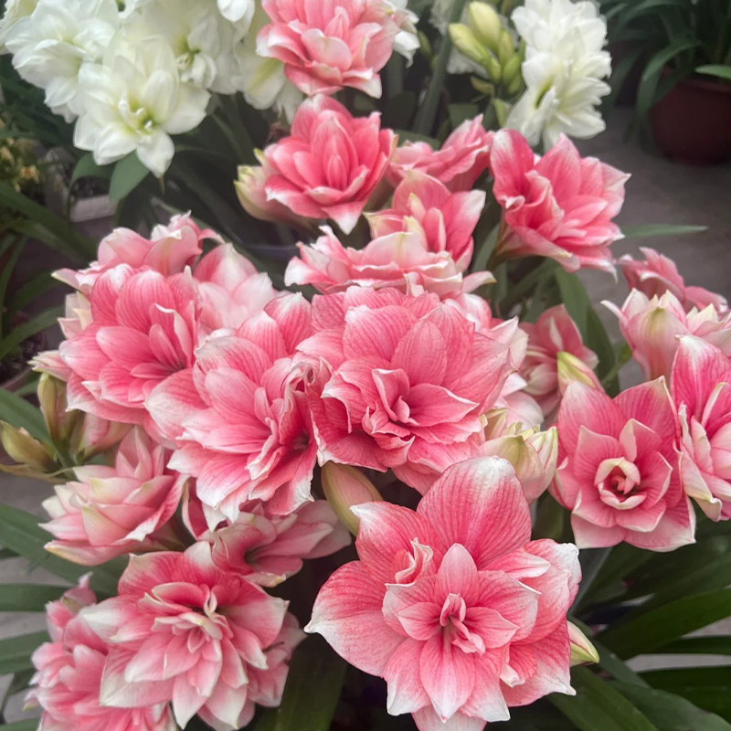 Amaryllis