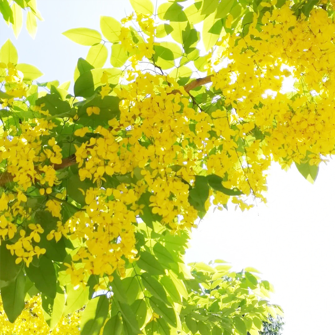 🚀Halber Preisnachlass✨Laburnum💖Schöne dekorative Baumblumen