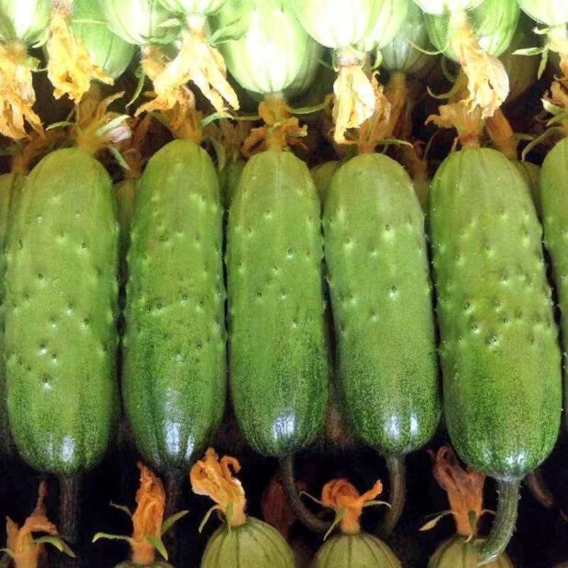 🥒Crawling Cucumbers Seeds