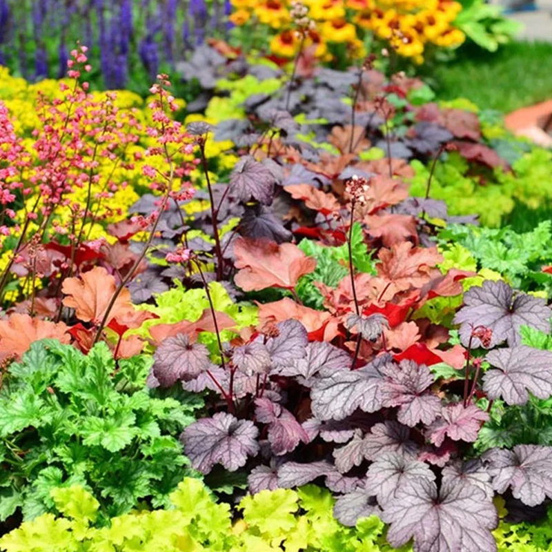 🚀Super Angebot🌈Alaunwurzel Samen🍃Bunte Farben