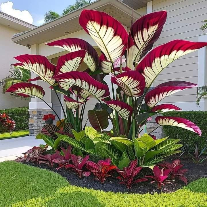 Giant Alocasia Bulbs🍃Transform Your Space with Tropical Majesty