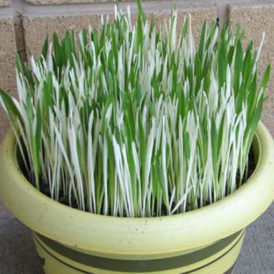 Hordeum Buntgrassamen