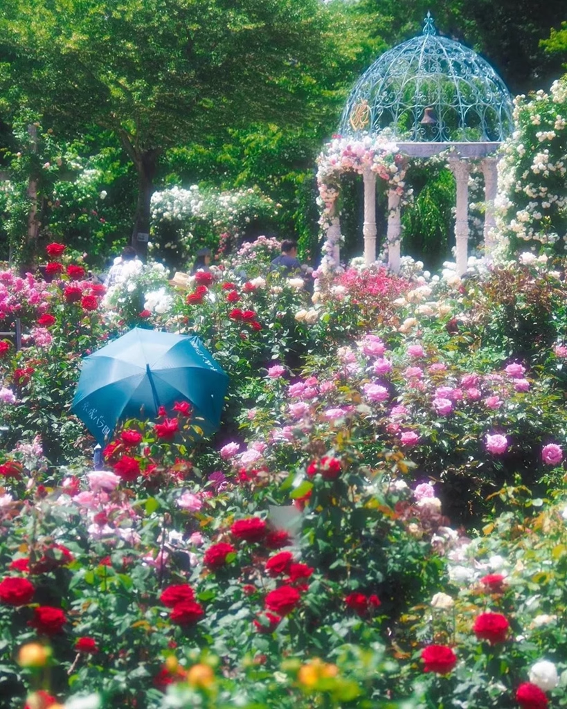 Rosensamen in gemischten Farben💐