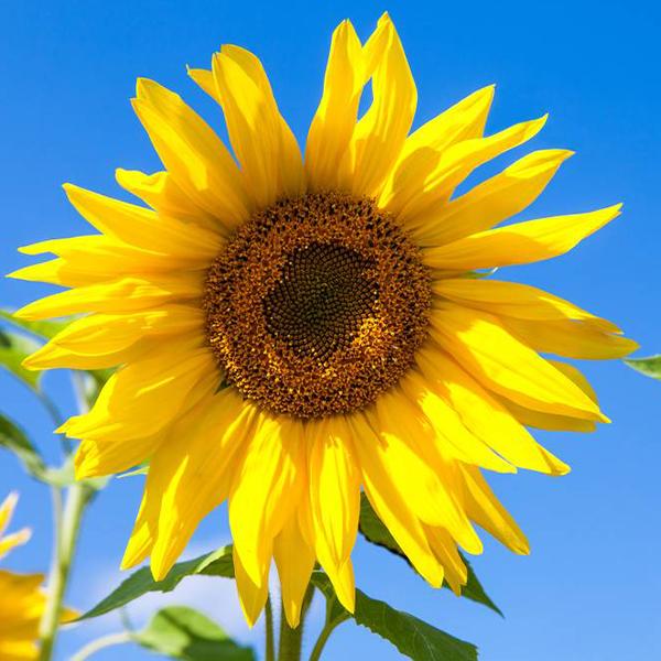 50 Körner Süße Sonnenblumenkerne