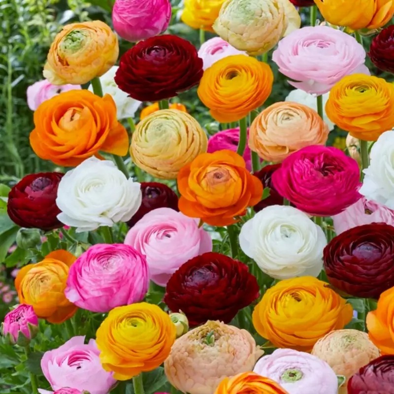 🌸 Perennials Ranunculus  Mixed color Plants  - Home Garden Flower Seeds