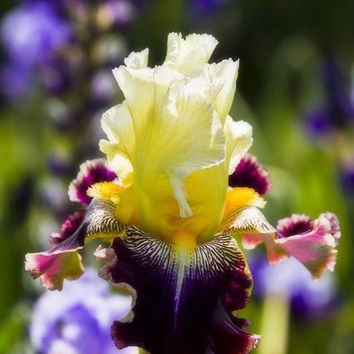 Multi-Varieties Iris Seeds, Heirloom Iris, 50pcs/pack