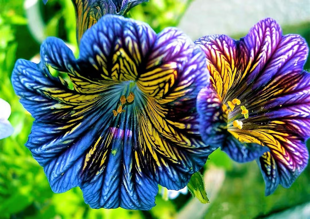 Chilean Morning Glory Seeds