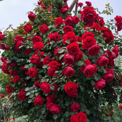 💐Heirloom Perennials Climbing Rose Seeds