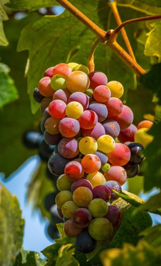 🌈🍇Rainbow Grapes Seeds