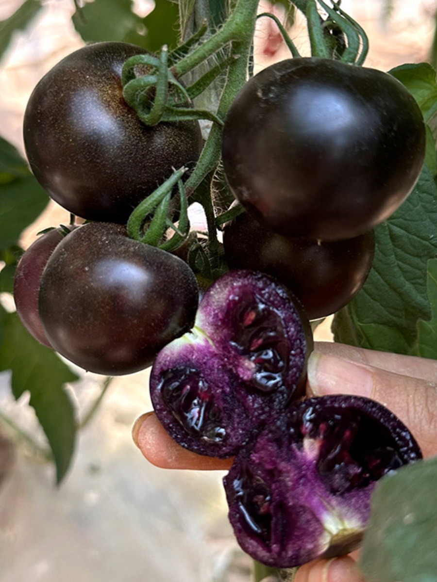 SCHWARZE EDELSTEINTOMATE DER ZUCKERBOMBE