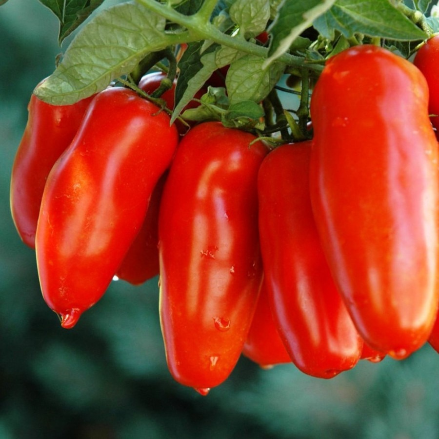 SCHWARZE EDELSTEINTOMATE DER ZUCKERBOMBE