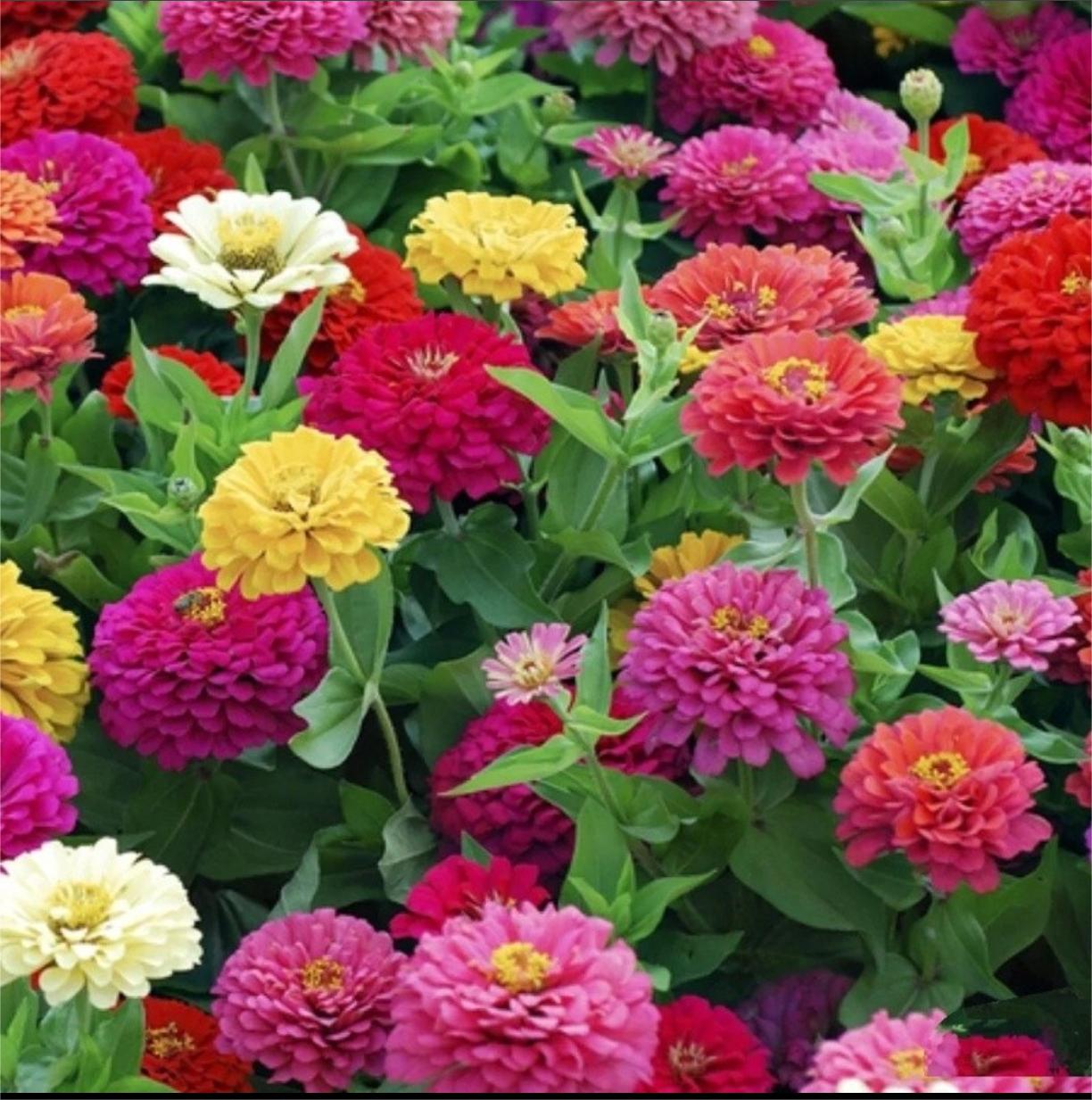 GEMISCHTE FARBZINNIEN-BLUMENSAMEN – DIE FARBENFROHE OASE IHRES GARTENS