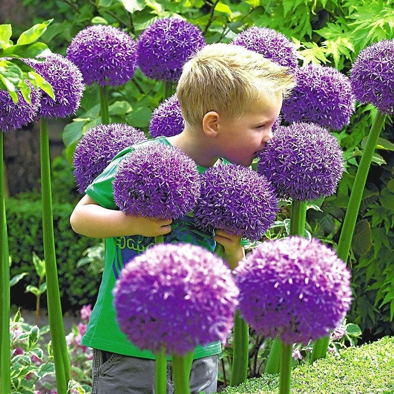 Allium giganteum, Zierlauchblüte