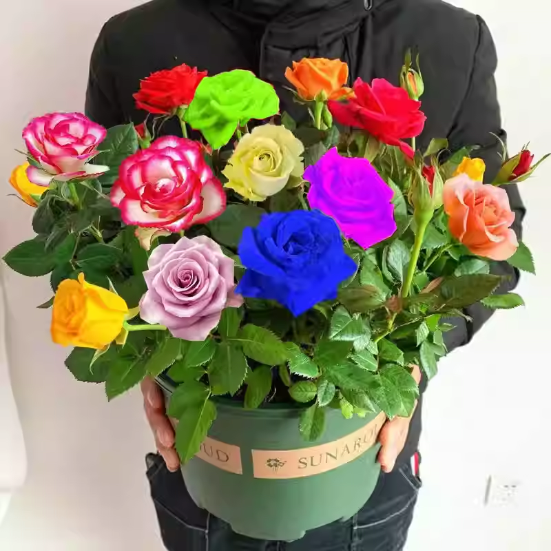 Rosensamen in gemischten Farben💐