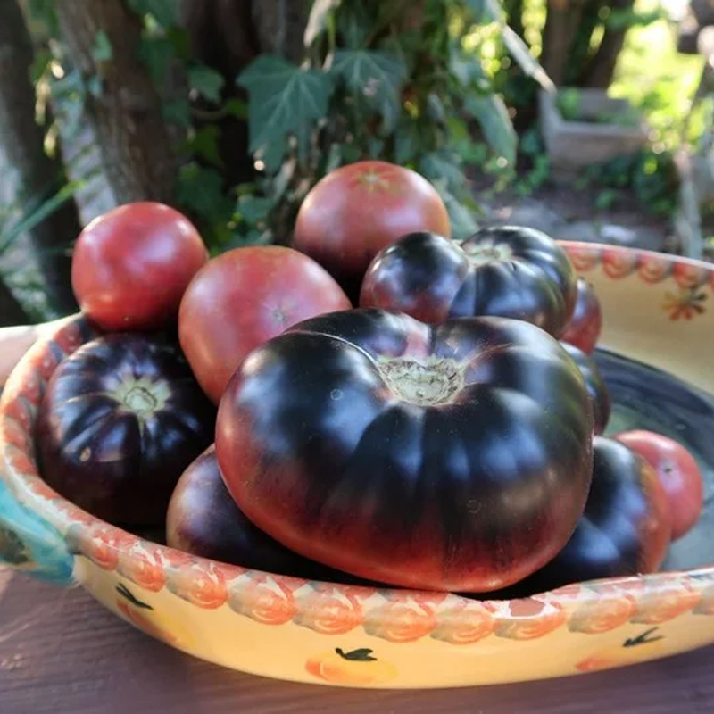 🍅Tomatenpflanzen