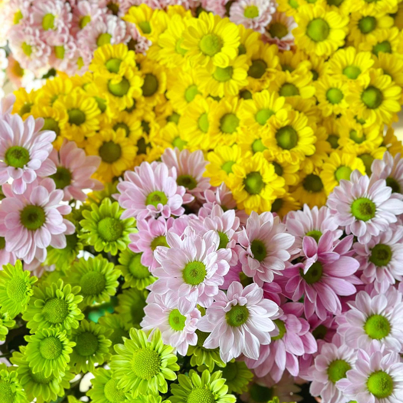 Gänseblümchen