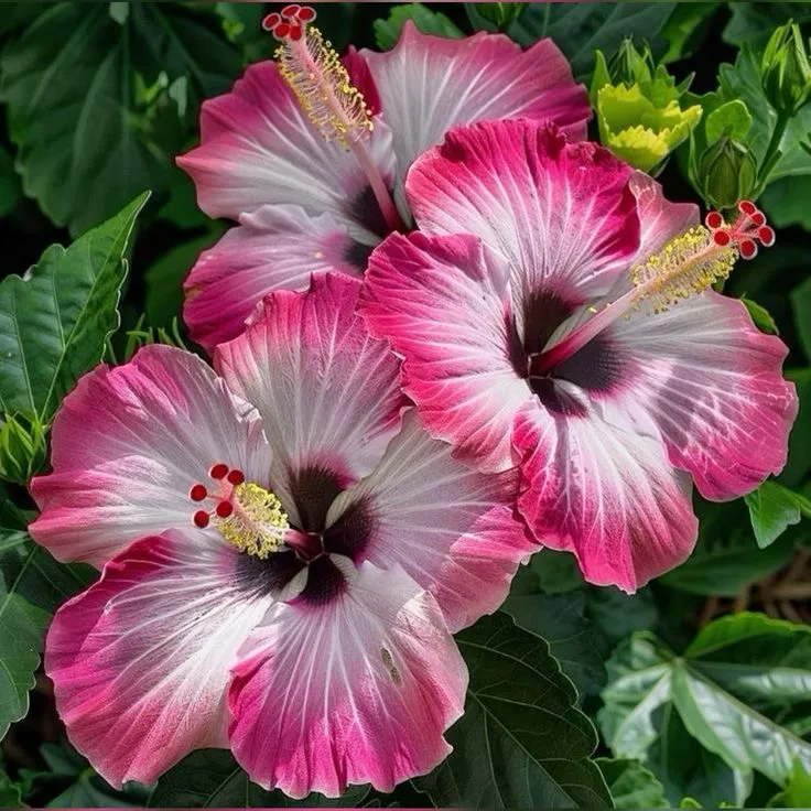 🌸Giant Hibiscus Seeds - Give your garden a new lease of life