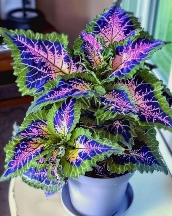 🌿FROSTBESTÄNDIGER COLEUS IN SELTENEN FARBEN – ERHELLEN SIE IHREN RAUM MIT EINZIGARTIGEM LAUB 🌿