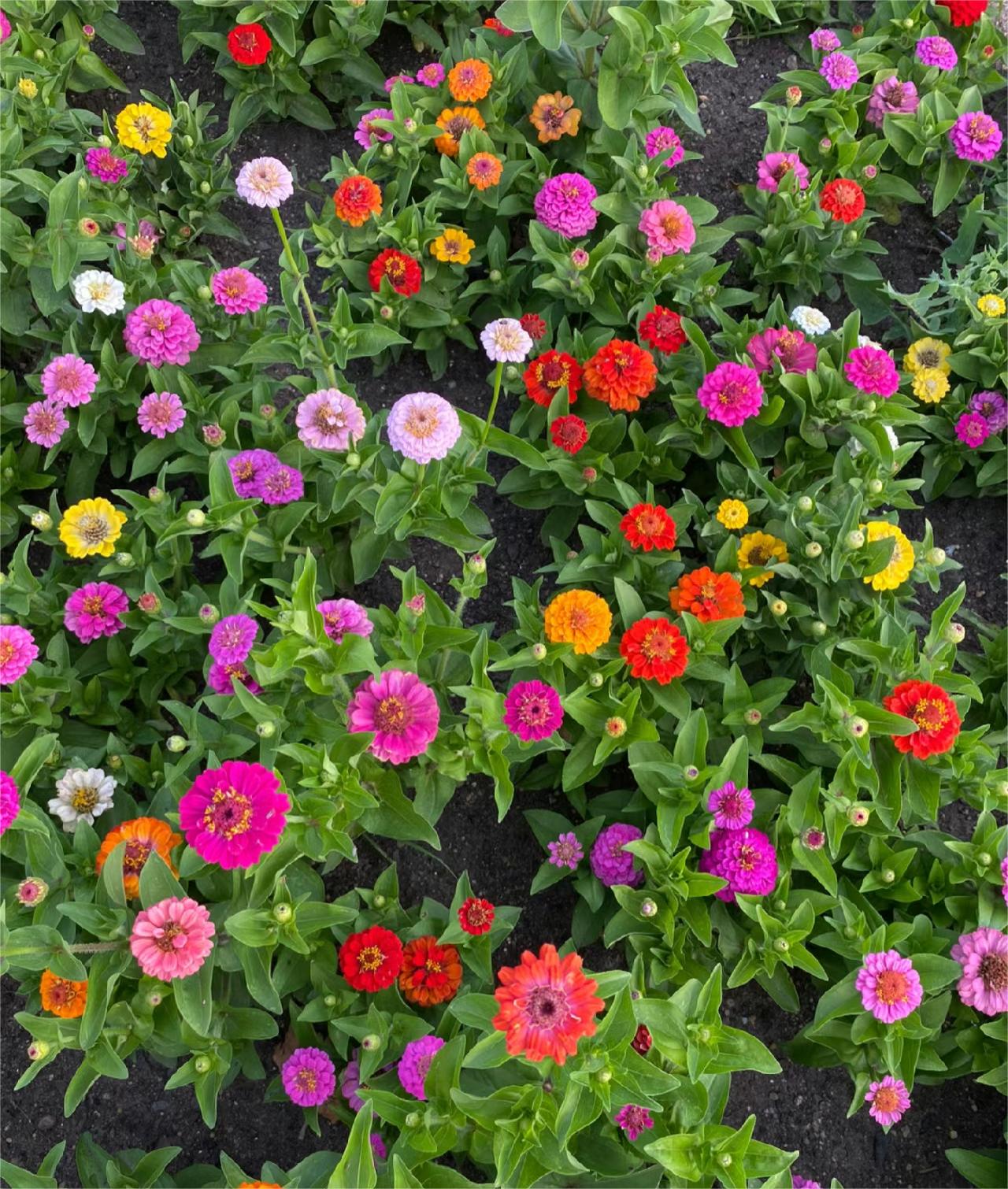 GEMISCHTE FARBZINNIEN-BLUMENSAMEN – DIE FARBENFROHE OASE IHRES GARTENS