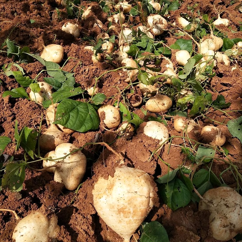 JICAMA Samen