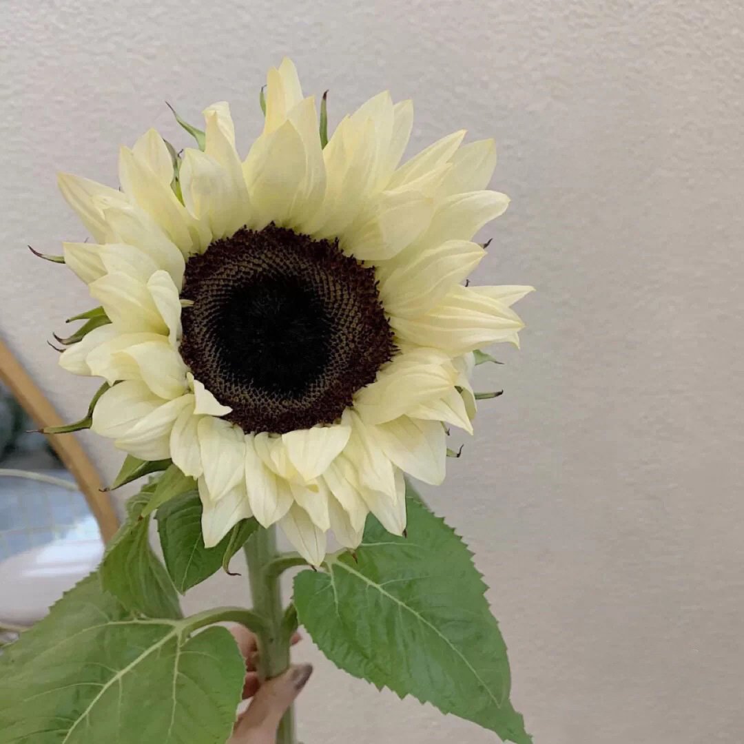50 Samen Weiße Sonnenblume mit schwarzem Kern