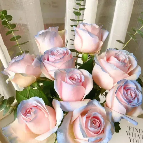🌱 Seltene Samen - Datura Langaros Rosen der westlichen Regionen 🌹