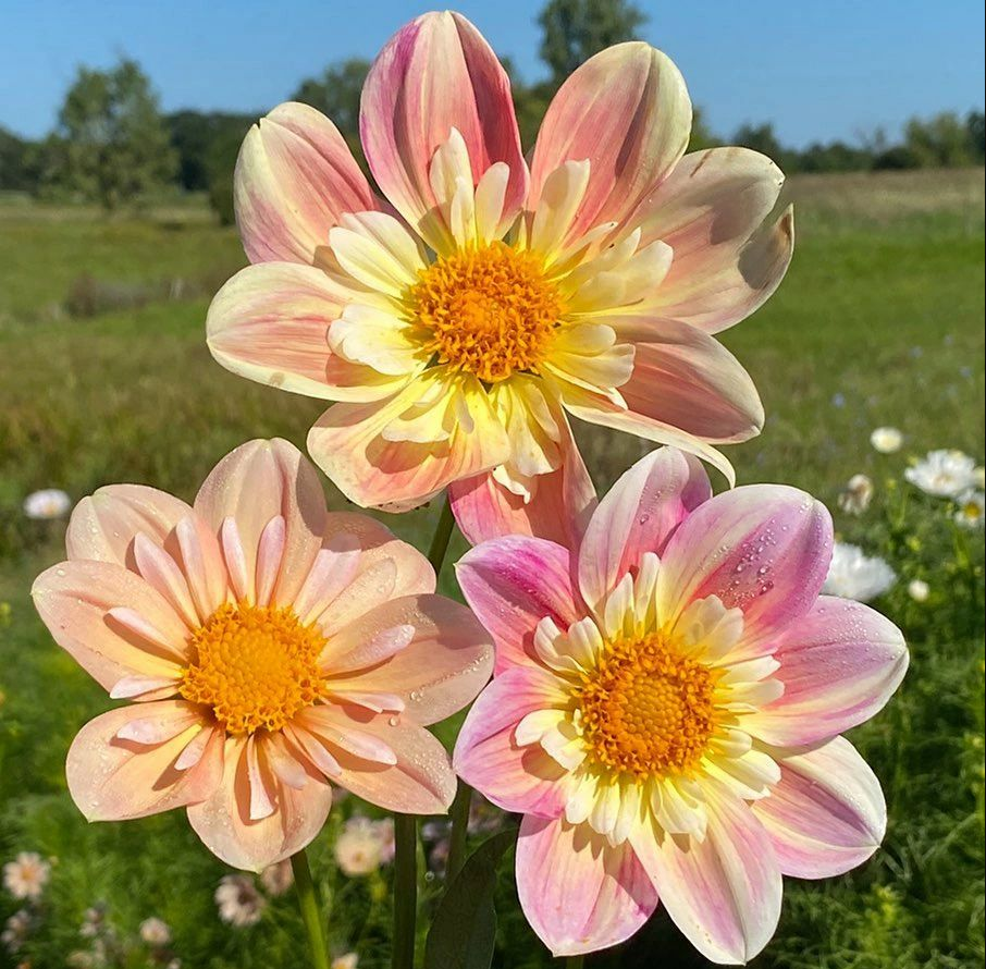 FEERY BLOOM - APRIL HEATHER DAHLIA SAMEN