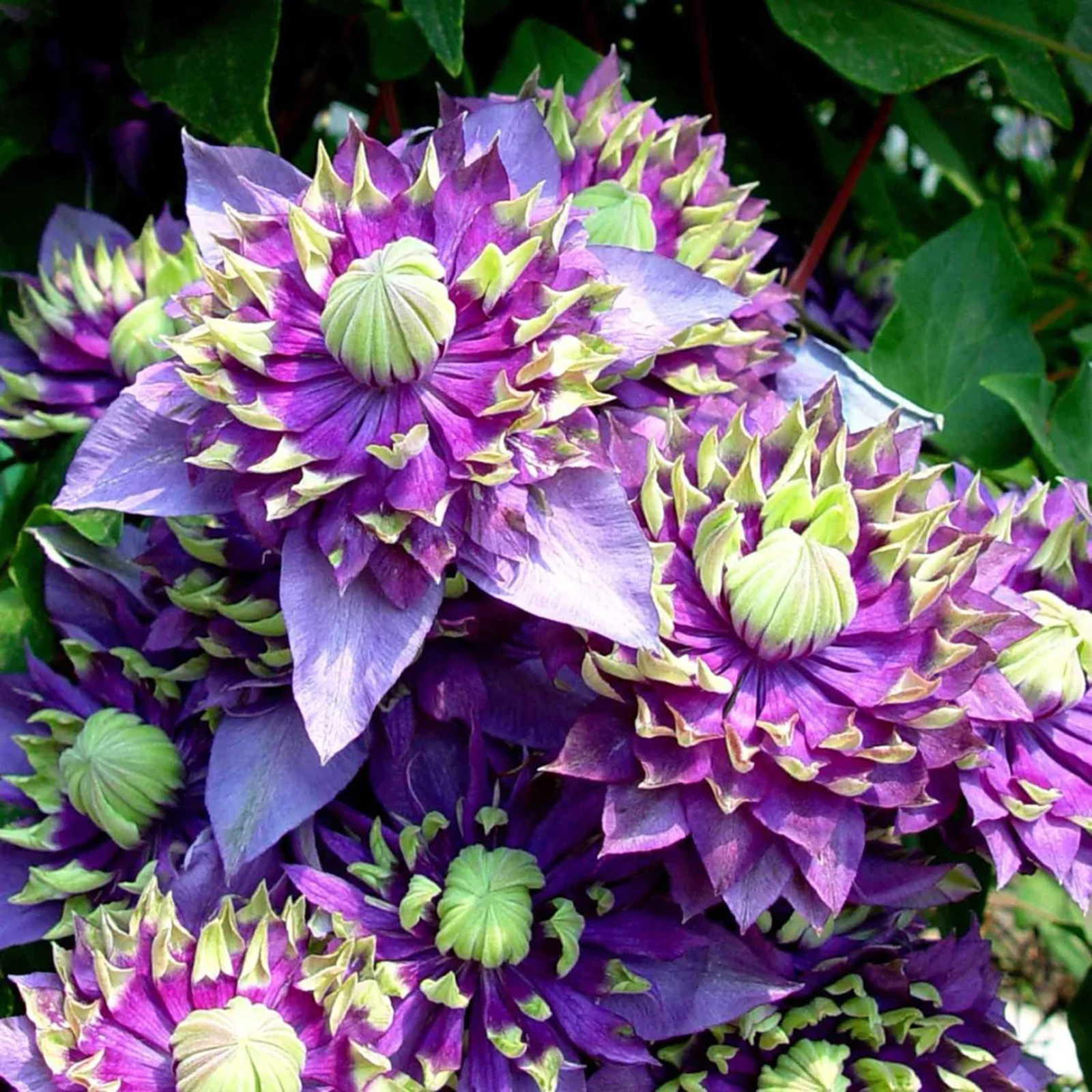 BIS ZU 60 % RABATT💥CLEMATIS TAIGA-SAMEN