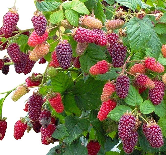 Tayberry Seeds