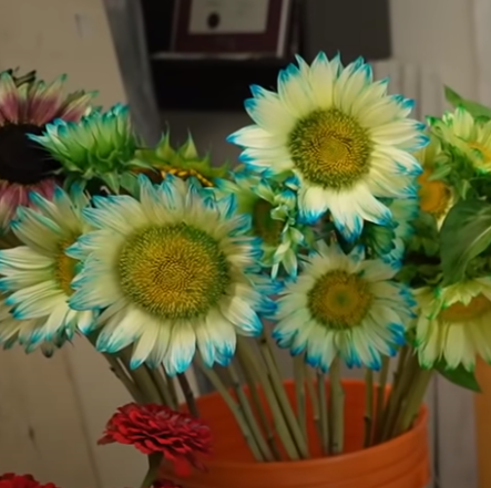 🎉Hot Sell🎉Blue Lace Sonnenblumenkerne🌻💙🌼