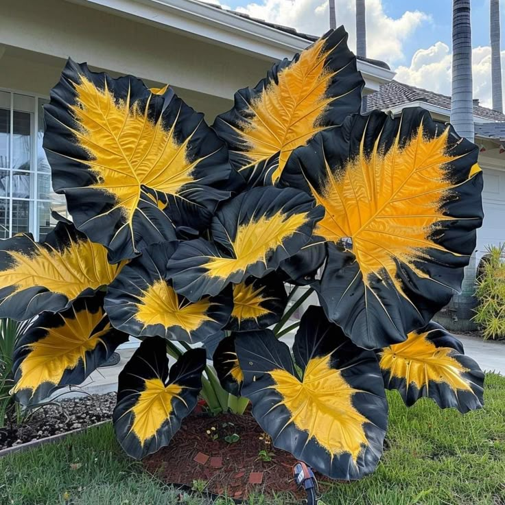 Giant Alocasia Bulbs🍃Transform Your Space with Tropical Majesty
