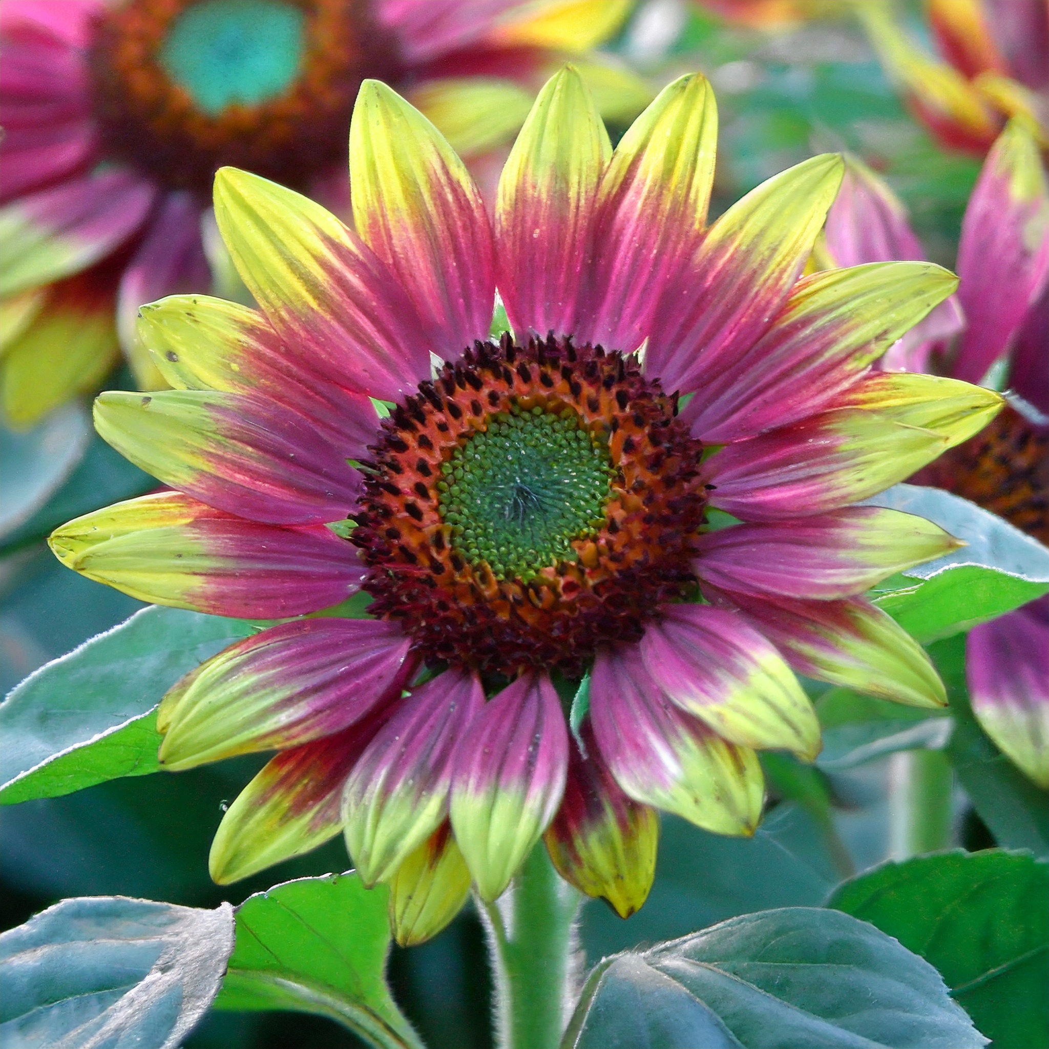 Lila Herz mit grünen Rändern Sonnenblume