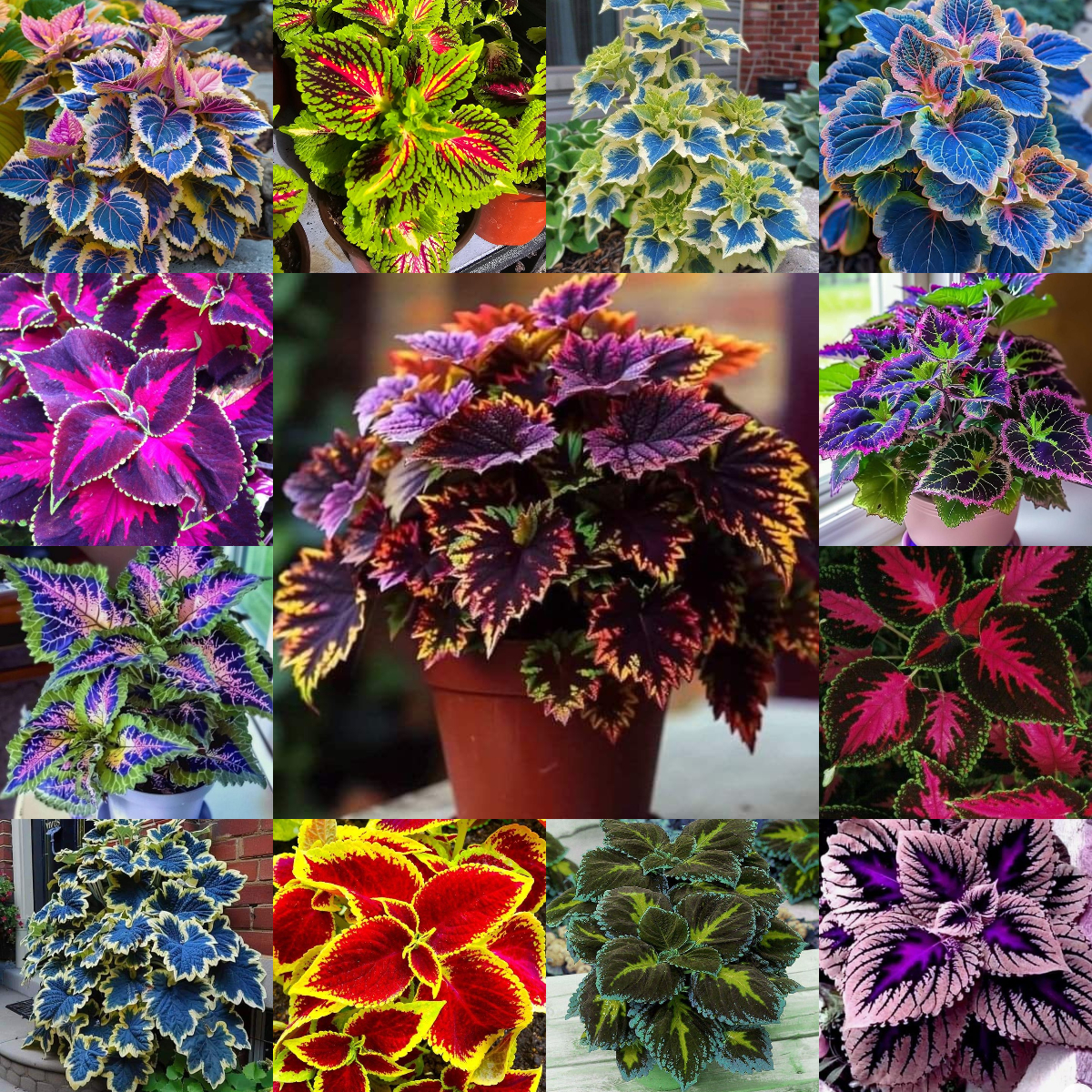 🌿FROSTBESTÄNDIGER COLEUS IN SELTENEN FARBEN – ERHELLEN SIE IHREN RAUM MIT EINZIGARTIGEM LAUB 🌿