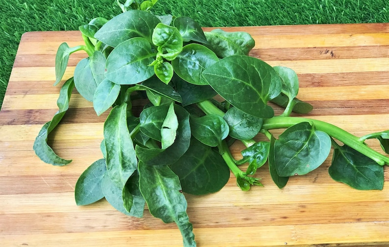 RIESEN MALABAR SPINAT