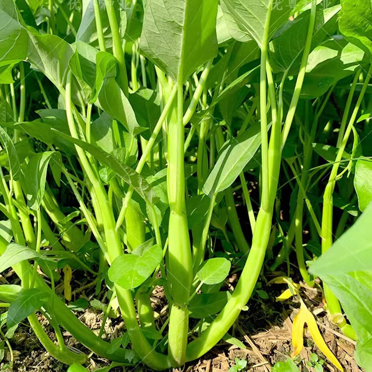 TRIPLE-STEM WATER SPINACH, KANGKONG, ONG CHOY SEEDS