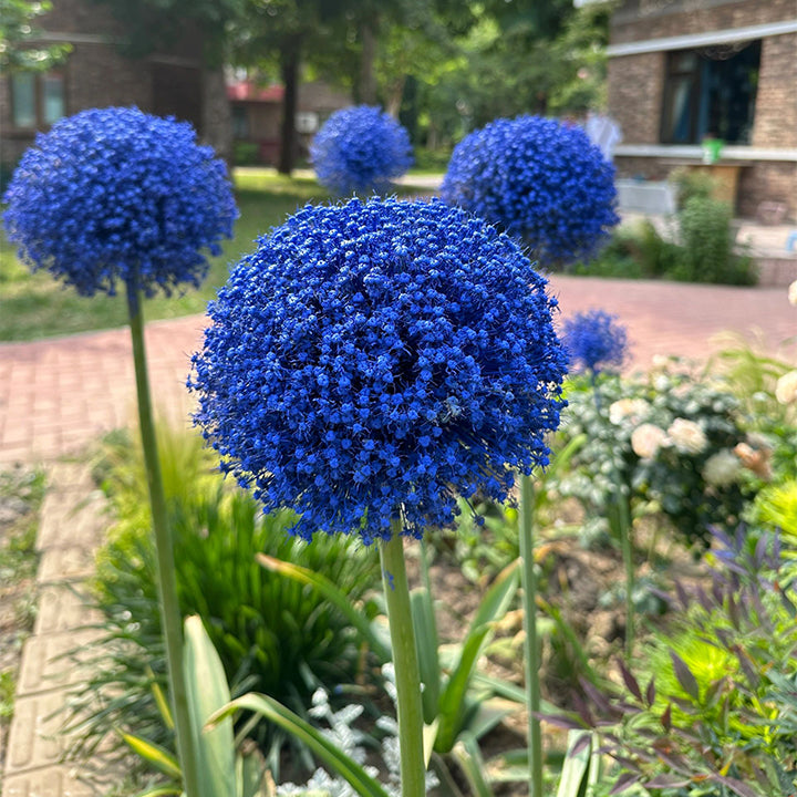 Allium giganteum, Zierlauchblüte