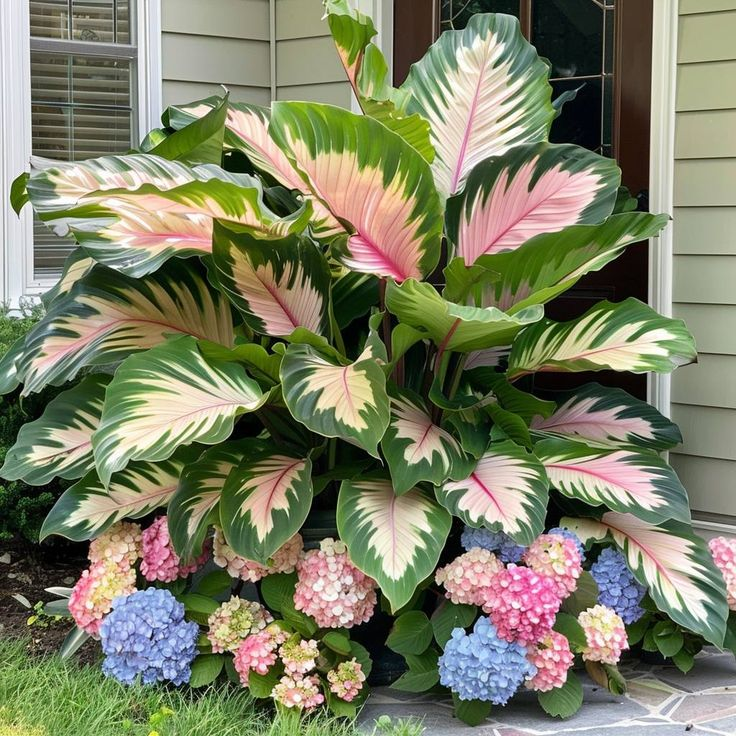 Giant Alocasia Bulbs🍃Transform Your Space with Tropical Majesty
