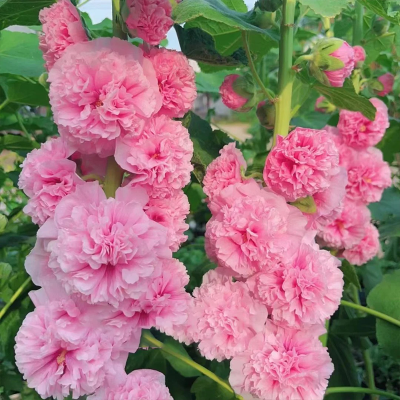 🌸 Schöne Stockrosen: Einfach zu pflanzen, Jahr für Jahr blühen! 🌸