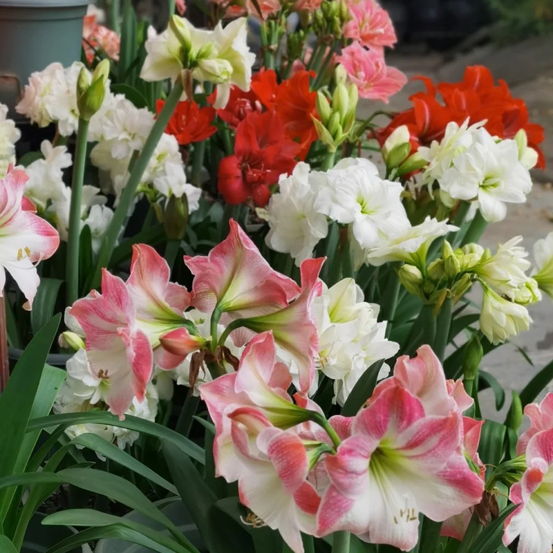 Amaryllis