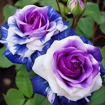 🌹🔥 50% Rabatt auf seltene Rosensamen, verschiedene Sorten, stark nachgefragt