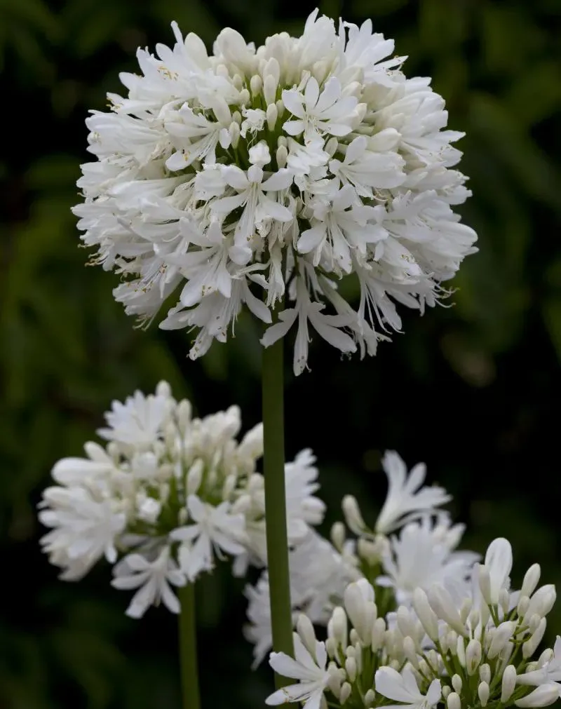 🔥🔥Agapanthus africanus 'Rosa'