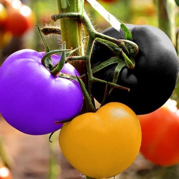 SCHWARZE EDELSTEINTOMATE DER ZUCKERBOMBE