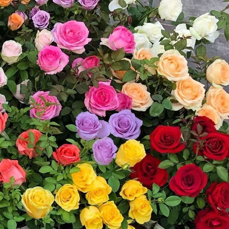 Rosensamen in gemischten Farben💐