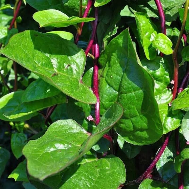 RIESEN MALABAR SPINAT