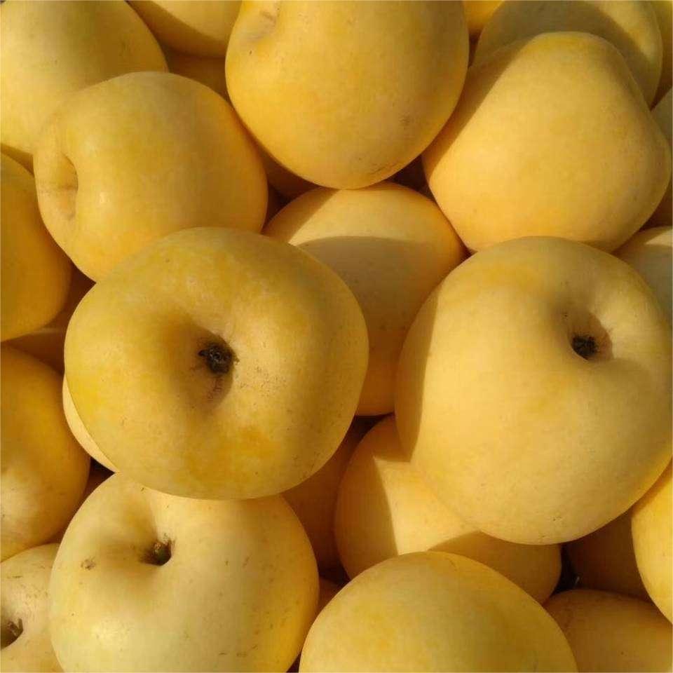 Goldene Apfelsamen