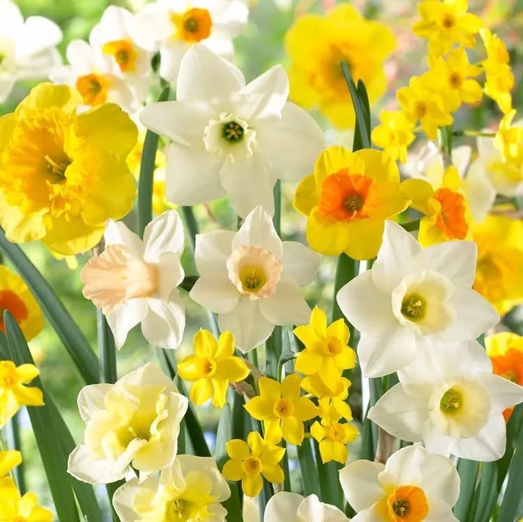 Perennial Daffodil Bulbs