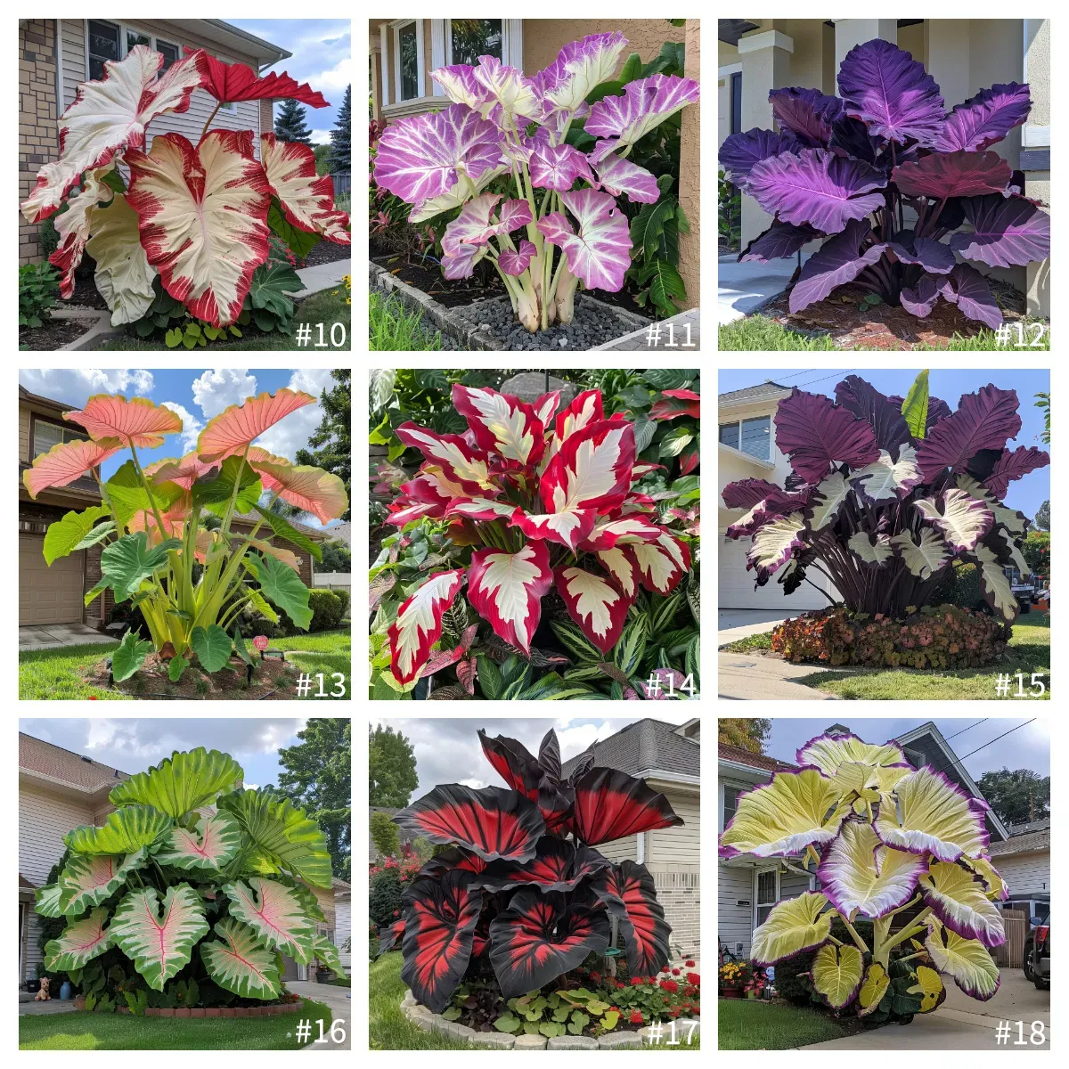 🎉Rare🌿Giant Caladium Bulbs