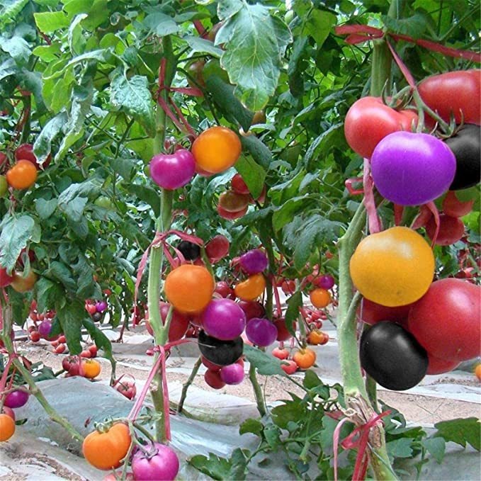 SCHWARZE EDELSTEINTOMATE DER ZUCKERBOMBE