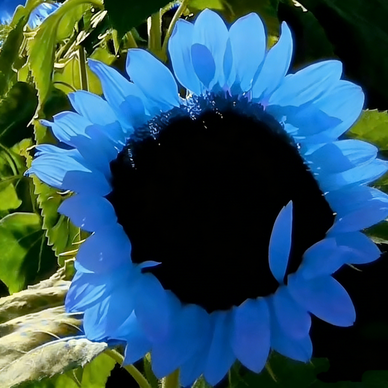 🔥Sonderangebot🌻 Premium-Sonnenblumenkerne-Kollektion ✨