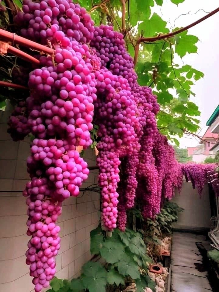 Giant Seedless Waterfall Grape Seeds